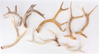 Lot Deer Antlers Stag Horns Arts & Crafts Projects