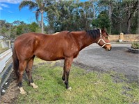 (NSW) LILY-ANNE - THOROUGHBRED MARE