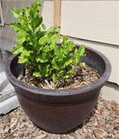 Large Plastic Planter w/ Plant