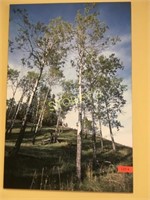 Tree Picture - 24 x 36