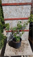 Golden Flowering Currant