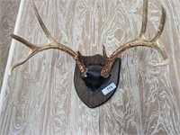 Mounted Deer Antlers