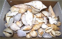 Good collection sea shells