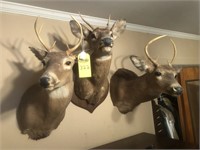 3 Deer  Mounts