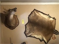 Deer Mount & Deer Skin