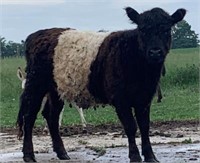 2 Mini Yearling Belted Galloway Heifers