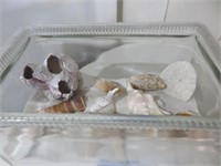 sand and seashell display