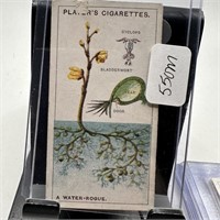VTG TOBACCO CARD PLAYERS CIGS A WATER ROGUE