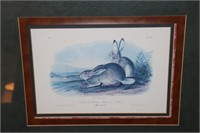 Townsends Rocky Mountain Hare Audubon print