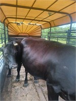 Black Cow bred to Baldie