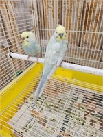A pair of proven parakeets. Look at the color!!