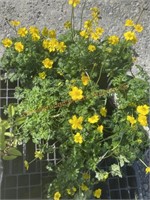 9 Trollius Dwarf Globeflower