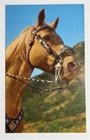 Vintage RPPC Postcard Palomino With Silver!