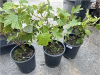 4 Lots of 1ea 1 Gal Ruby Slippers Oak Leaf