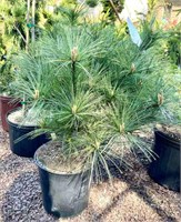 (7) Assorted Conifers including Japanese Pine,