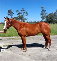 (VIC) LILY - QH MARE