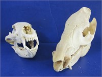 Animal Skulls-Javeline, Black Bear