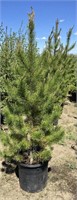 5 - 5'-6' Pine Trees - Each x5 - Vulcan