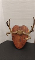 3x3 deer antlers mount