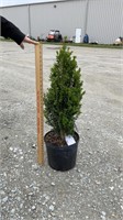 Green Mountain Boxwood (Lot of 1 Plant)
