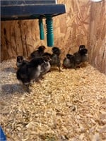 3-Black copper Maran Chicks