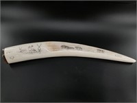Gorgeous scrimmed walrus ivory bull tusk with two
