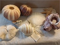 Assorted Sea Shells/Eurchins