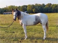 APHA 5 YR OLD MARE