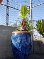 Palm tree in large glazed terracotta pot