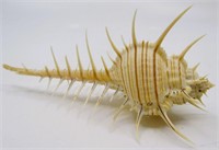 5.25" Venus Comb Murex Sea Shell