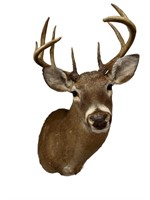 Awesome 9 Point Buck Mounted Taxidermy 1990