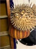 Pufferfish & Sea Urchin