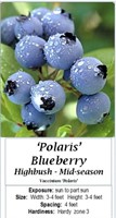6 Polaris Blueberry Plants