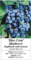 5 Bluecrop Blueberry Plants