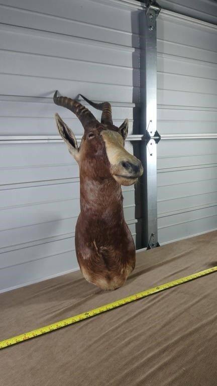 AFRICAN BLESBOK TAXIDERMY MOUNT