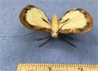 Fossilized ivory butterfly. Only one we've ever se