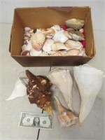 Madison P/U Only Lot of Assorted Seashells -