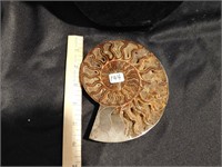 Ammonite Fossil Slice w/drusy center   - really