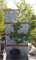 Fagus Sylvatica Lathies Dwarf