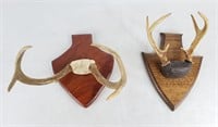 Mounted Antlers (2)