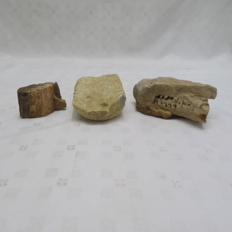 Fossil Rock - 2 Items & Petrified Wood Rock