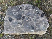 Large fossilized rock w/imprints of leaves, Size i