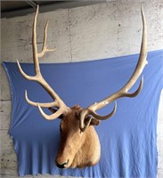 Large taxidermy bull Elk head mount, dimensions of