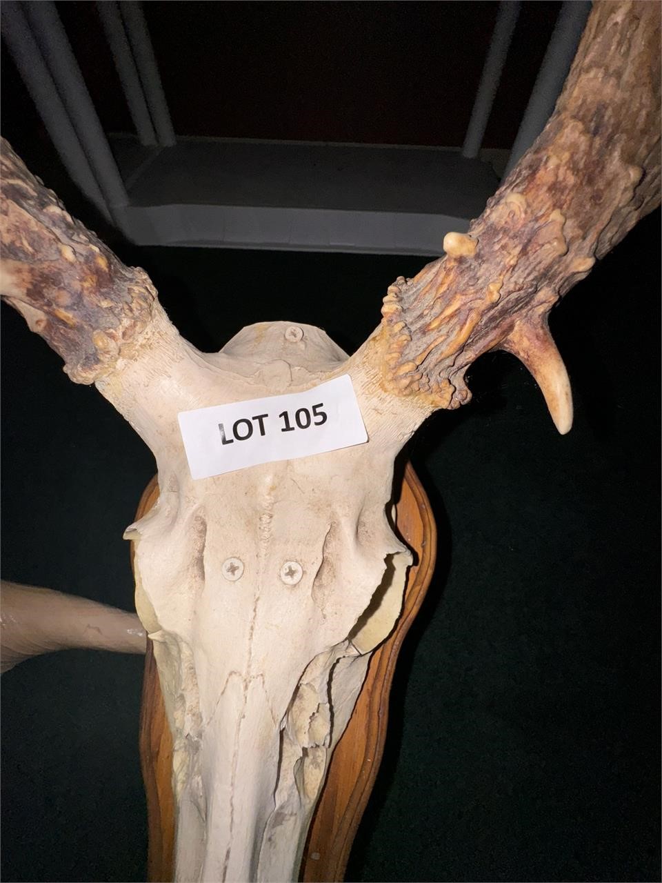 Whitetail deer mount