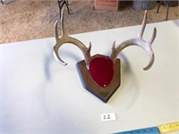 10 Point Mounted Whitetail Horns