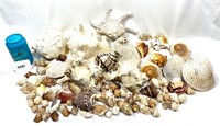 Beautiful Sea Shell Collection!