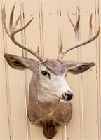 Taxidermy 10-Pt. Deer Stag Bust Mount Trophy