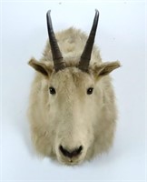 Mountain Goat Shoulder Taxidermy Mount