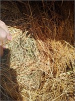 Teff Grass Square Bales - 2nd Cutting 2020