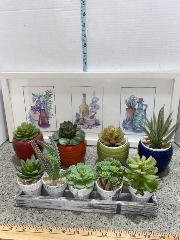 Succulents artificial and picture